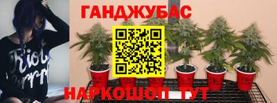гашик Моздок