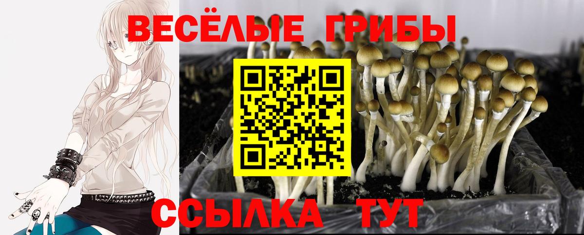Галлюциногенные грибы Psilocybe Чебоксары
